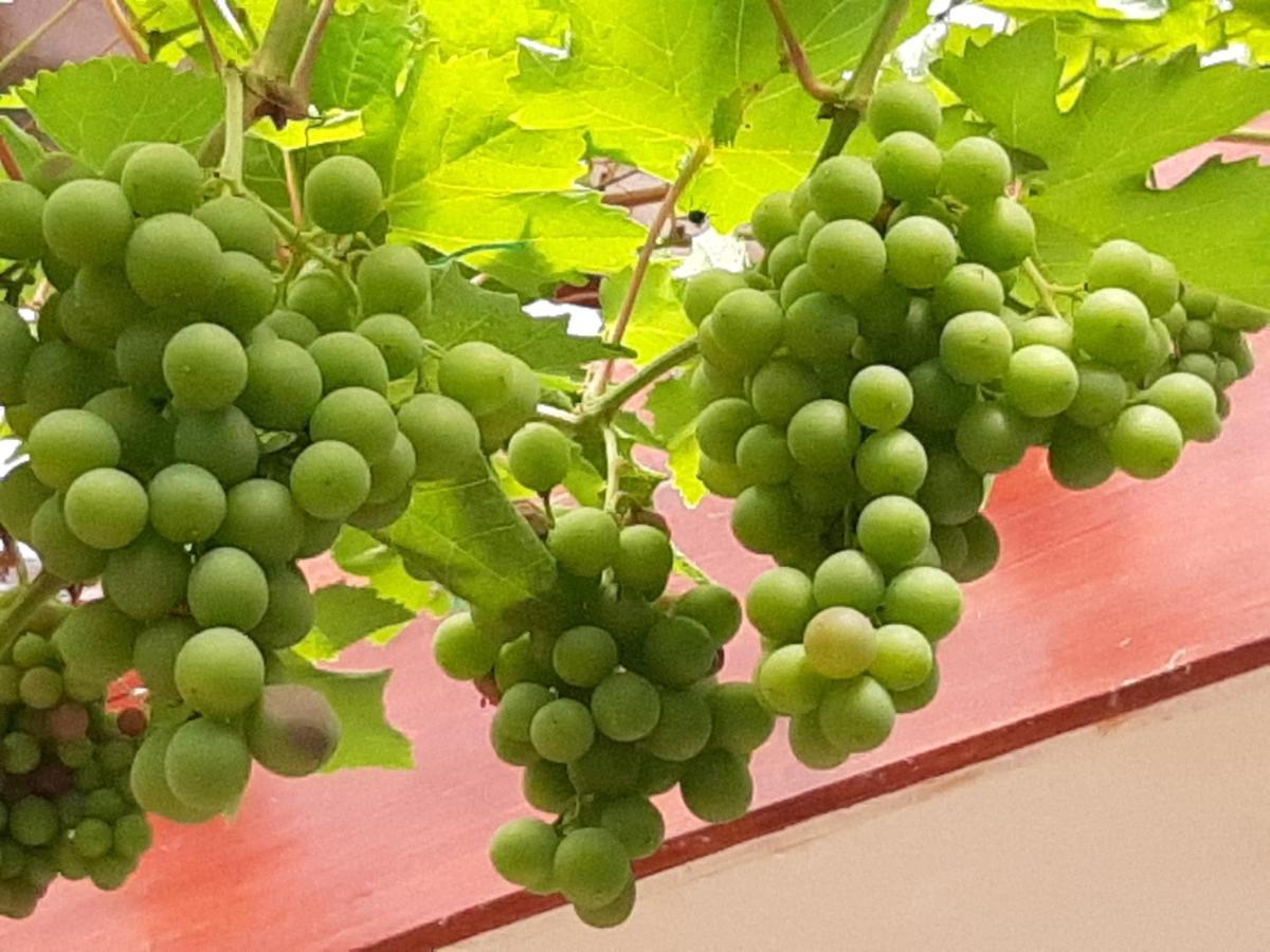 Church Villa B & B Τσέστερφιλντ Εξωτερικό φωτογραφία